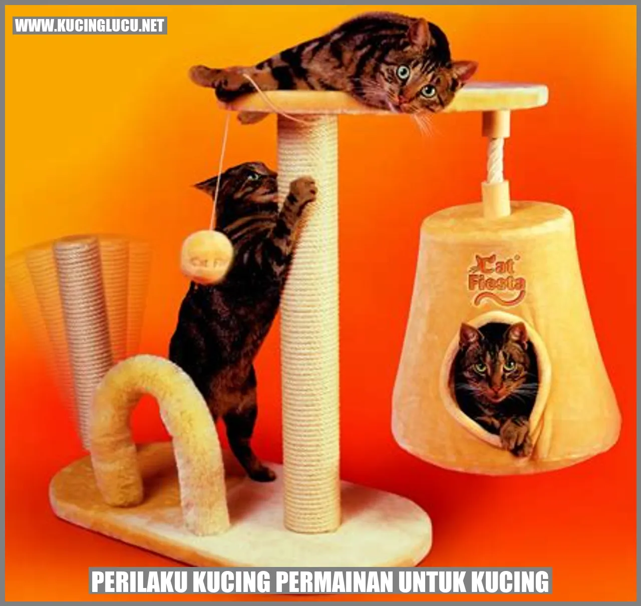 Gambar Perilaku Kucing dalam Bermain