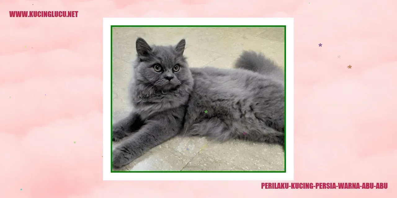 Gambar Kucing Persia Abu-abu yang Menggemaskan