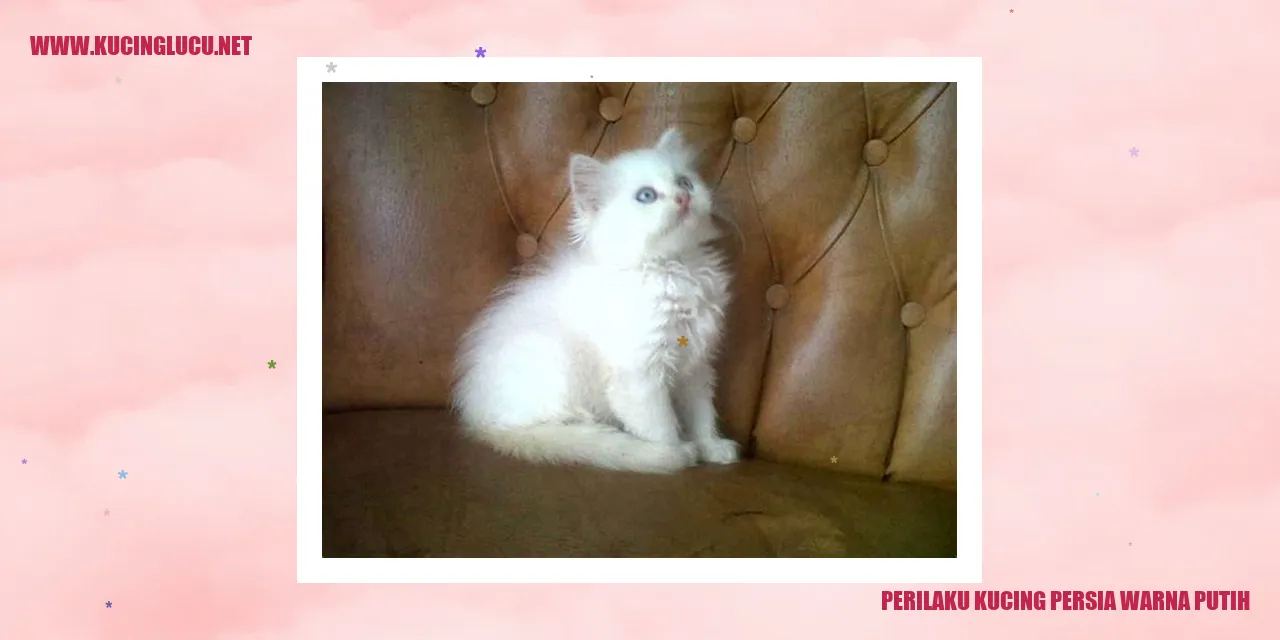 Kucing Persia Warna Putih