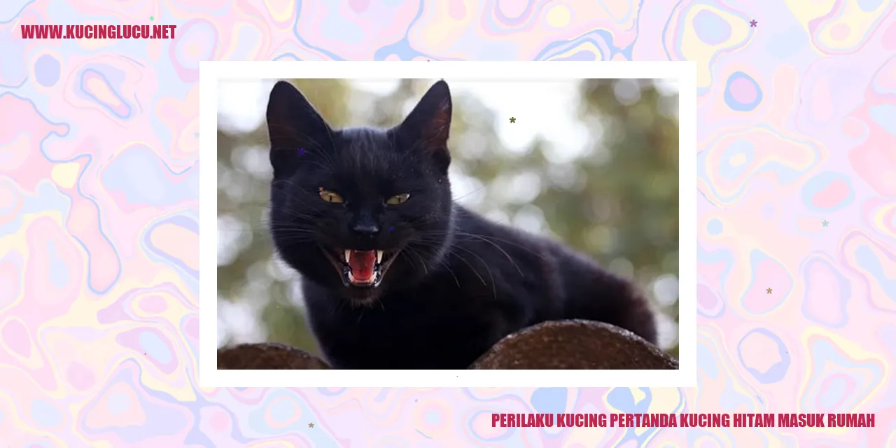 Gambar kucing hitam