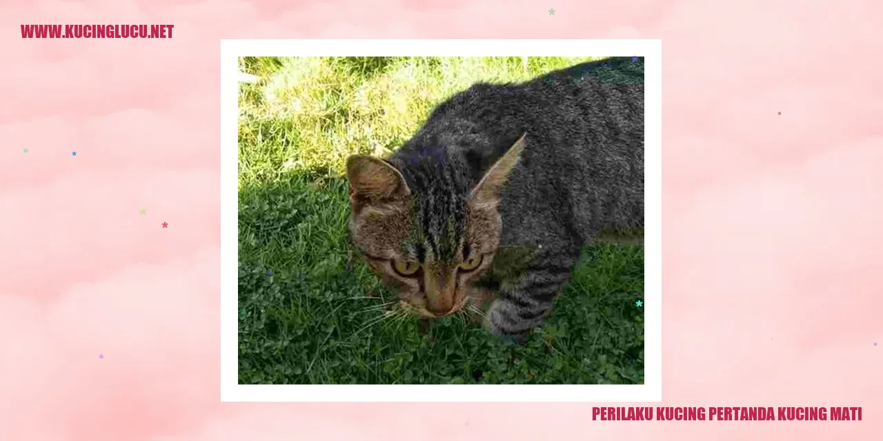 Perilaku Kucing sebagai Tanda Kucing Mati