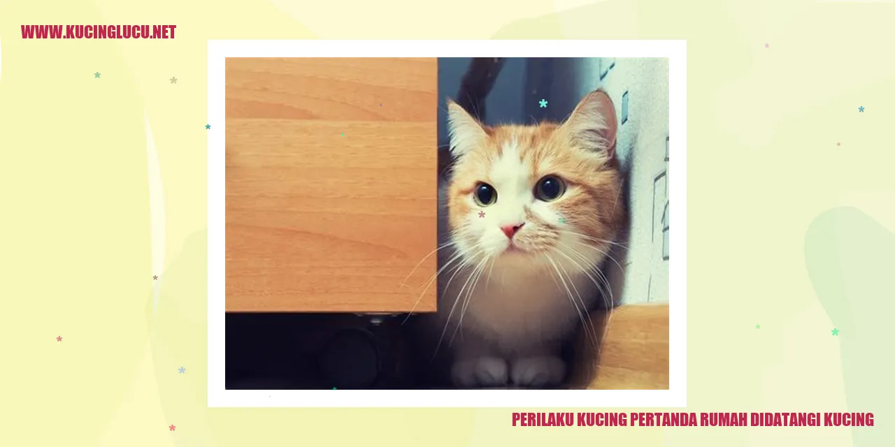 Kucing Tanda Rumah Dikunjungi Kucing