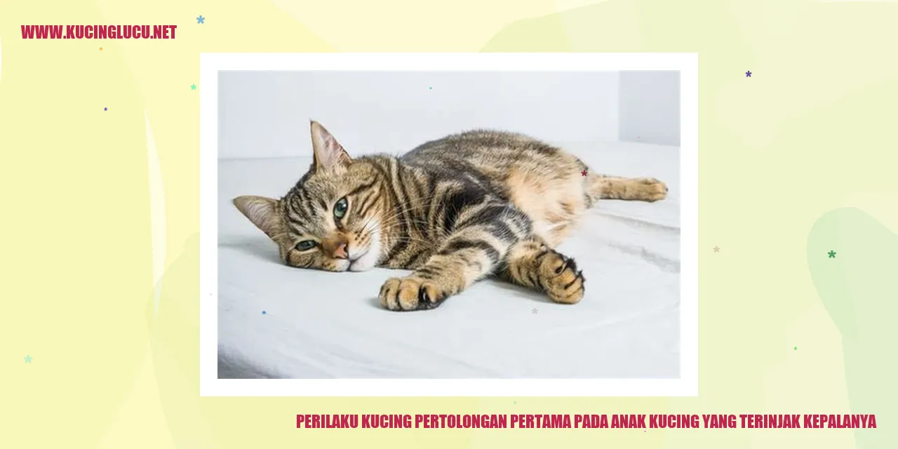 Kucing Pertolongan Pertama