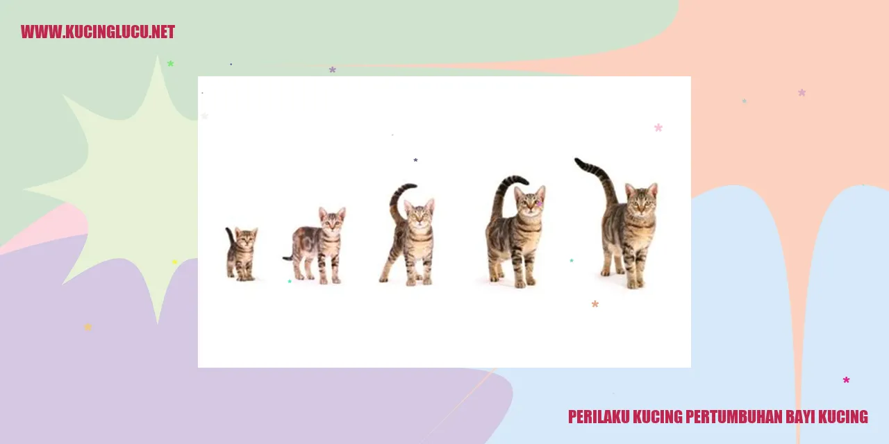 Perilaku Kucing Pertumbuhan Bayi Kucing