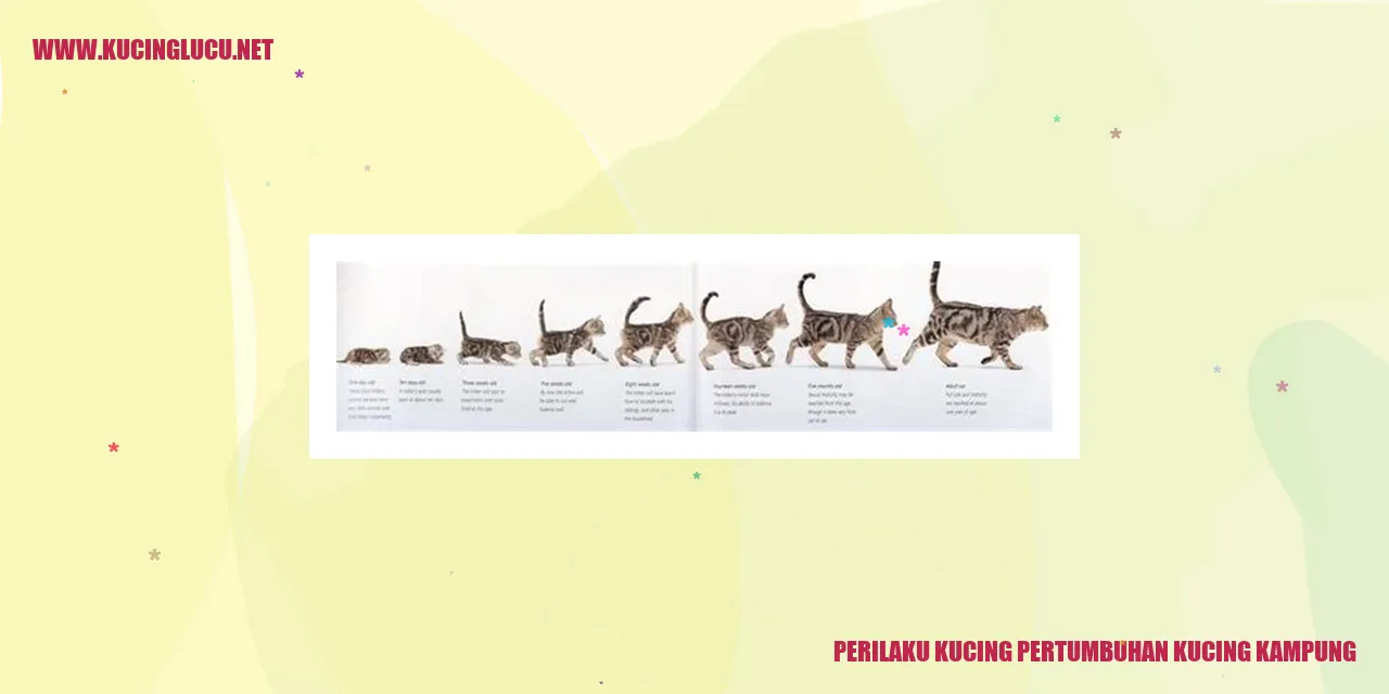 Perilaku Kucing pertumbuhan kucing kampung