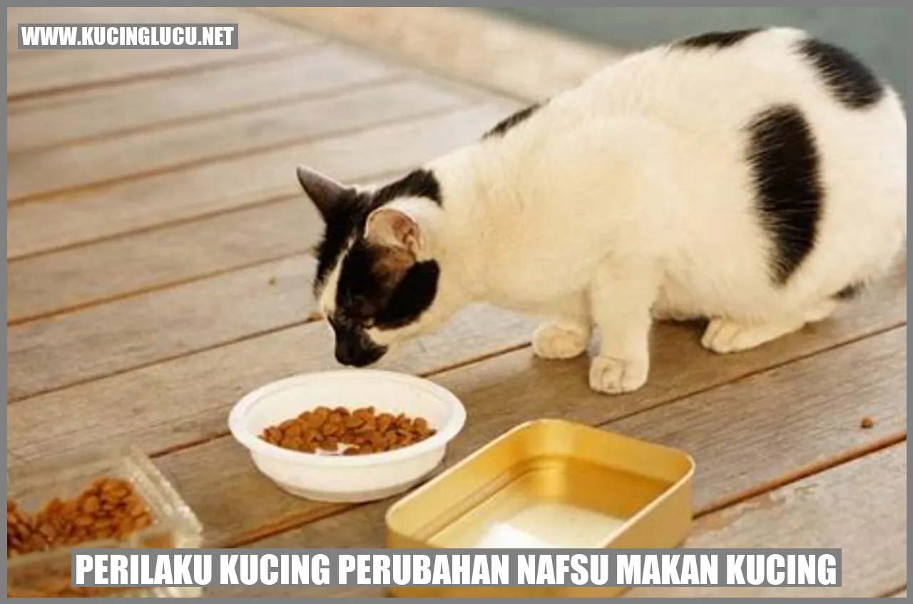 Perilaku Kucing perubahan nafsu makan kucing