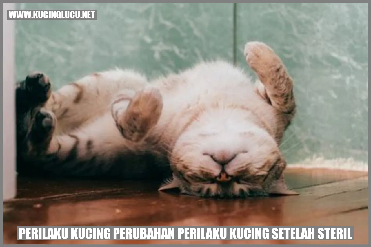 Kucing setelah steril
