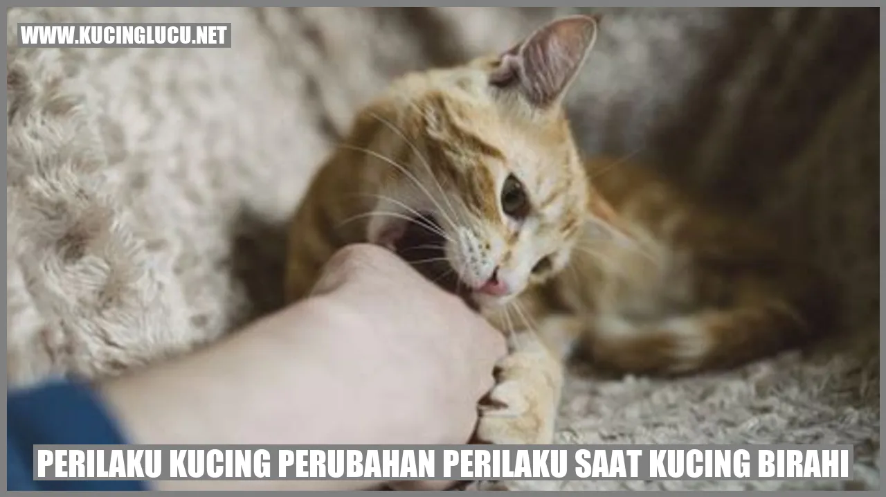 Perilaku Kucing saat Kucing Birahi