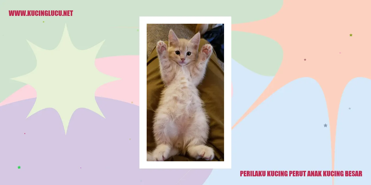 Perilaku Kucing Perut Anak Kucing Besar