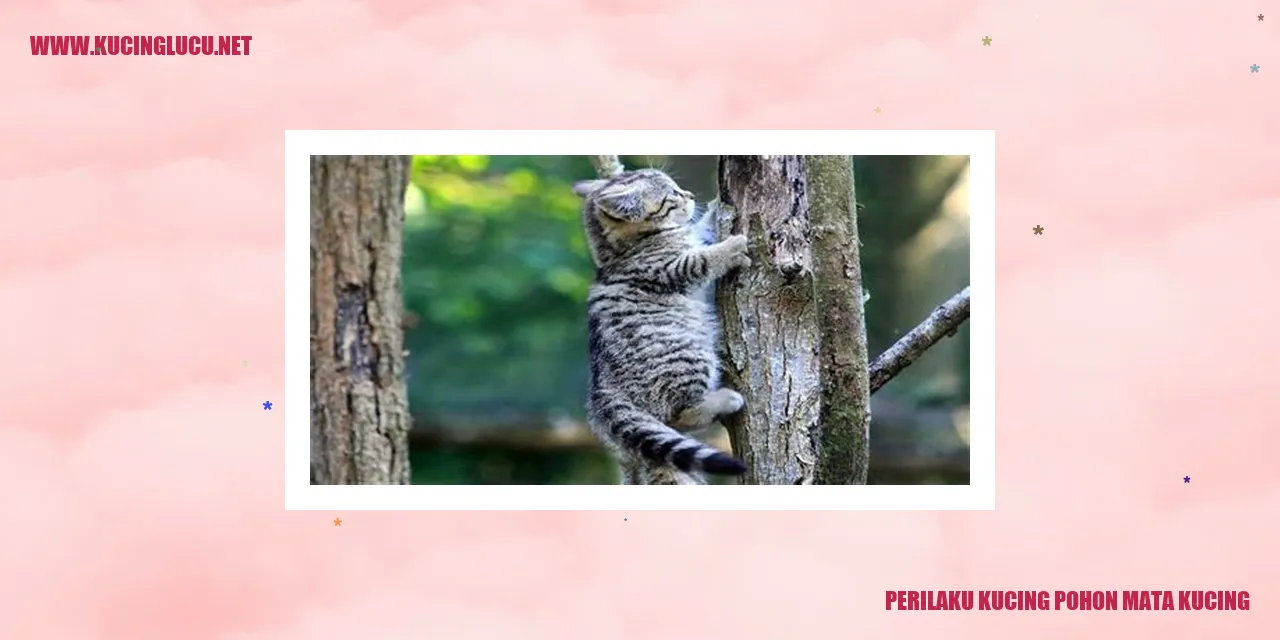 Gambar Kucing Pohon Mata Kucing