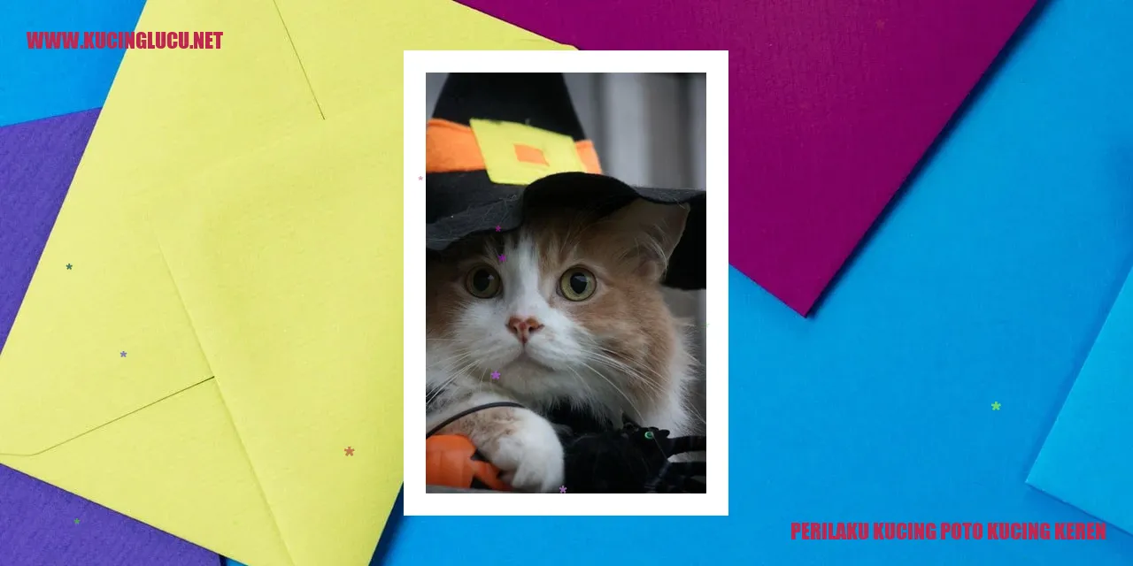 Foto Kucing Keren