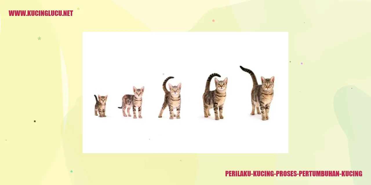 Perilaku Kucing proses pertumbuhan kucing