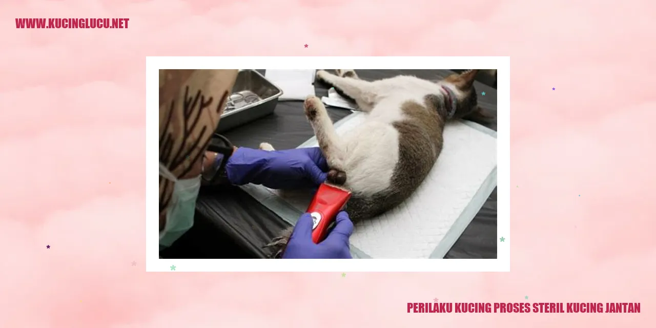 Kucing Jantan dan Proses Steril