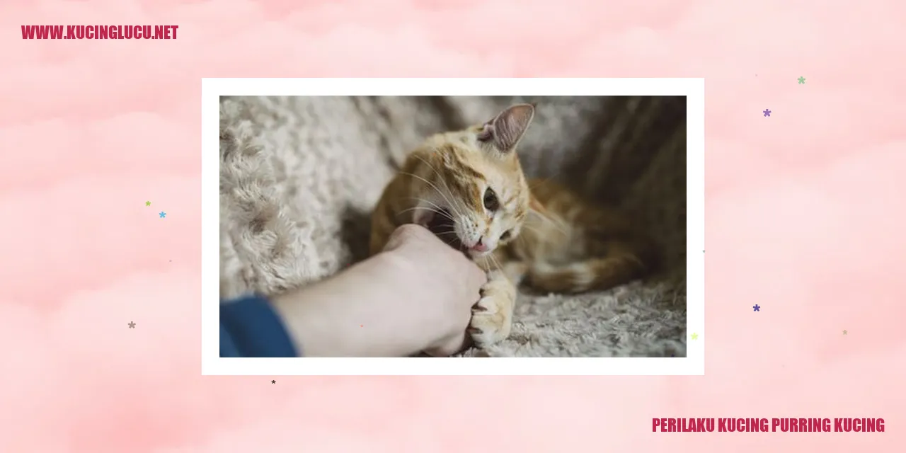 ilustrasi perilaku kucing