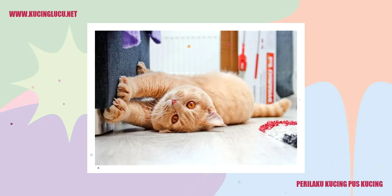 Gambar kucing pus kucing
