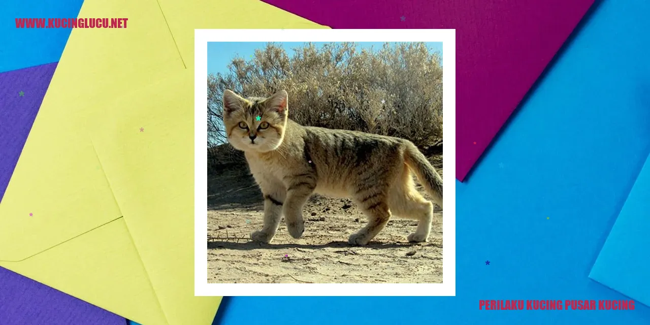 perilaku kucing pusar kucing