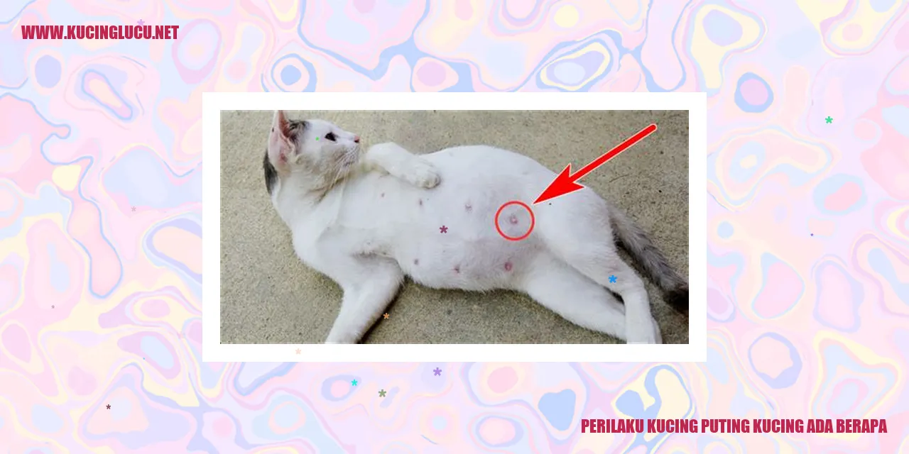 Kucing Putih
