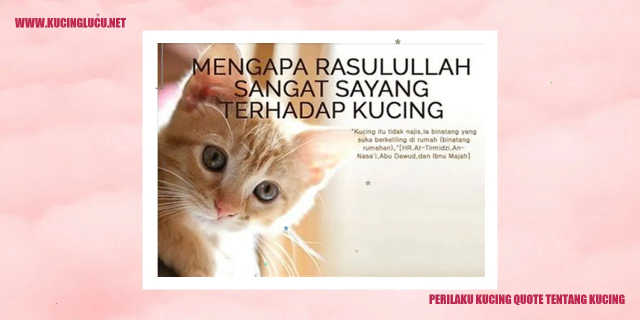 Gambar Kucing Lucu