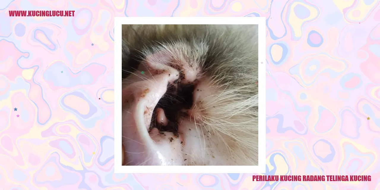 Perilaku Kucing Radang Telinga Kucing