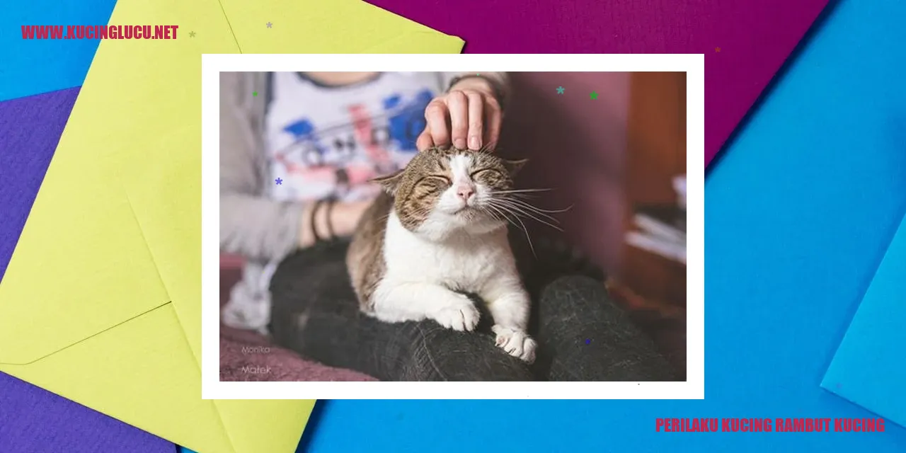 Perilaku Kucing dengan Bulu yang Panjang