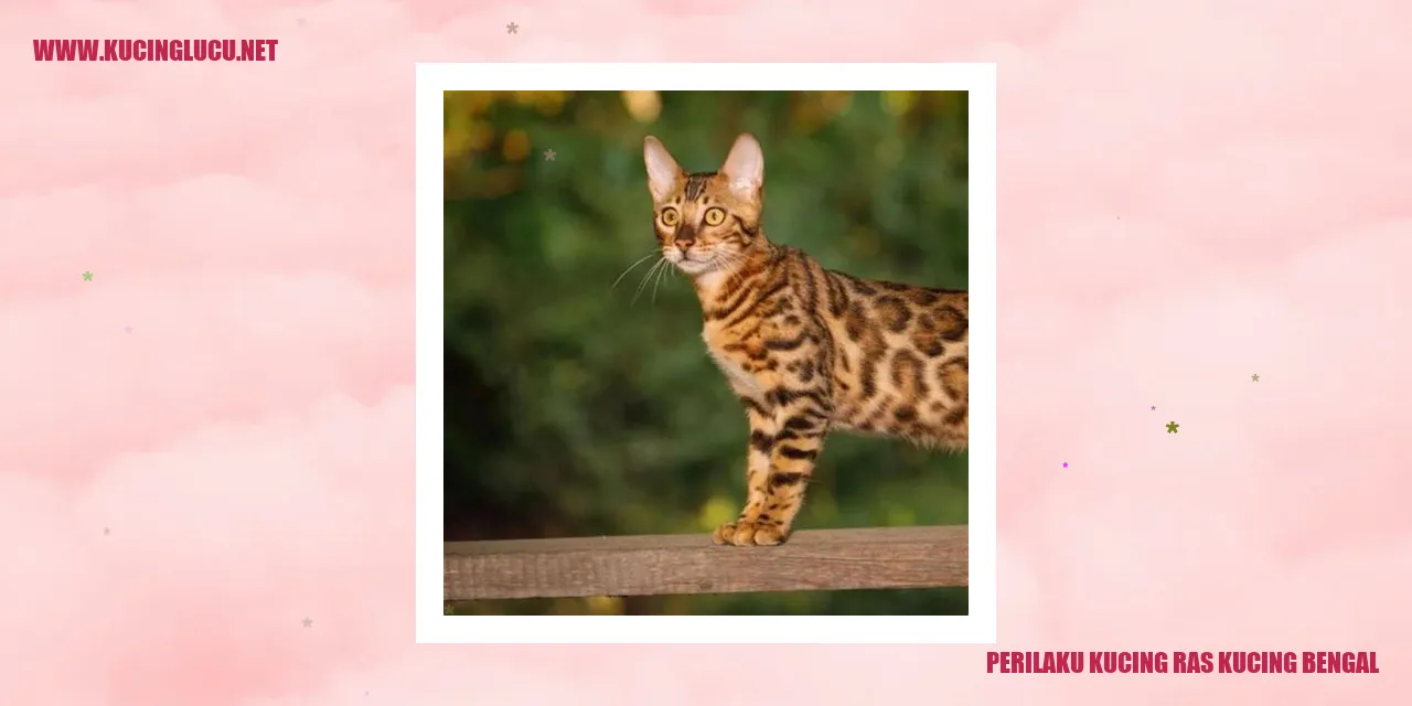 Kucing Bengal yang Lincah