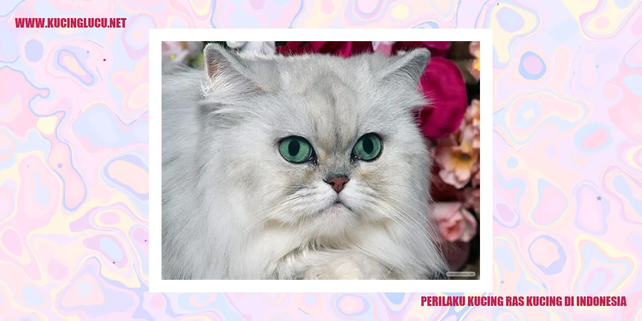 Perilaku Kucing Ras di Indonesia