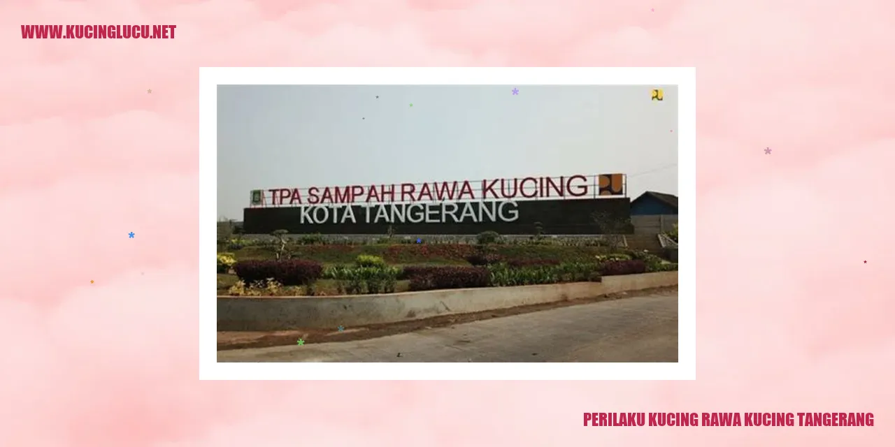 Kucing Rawa Kucing Tangerang