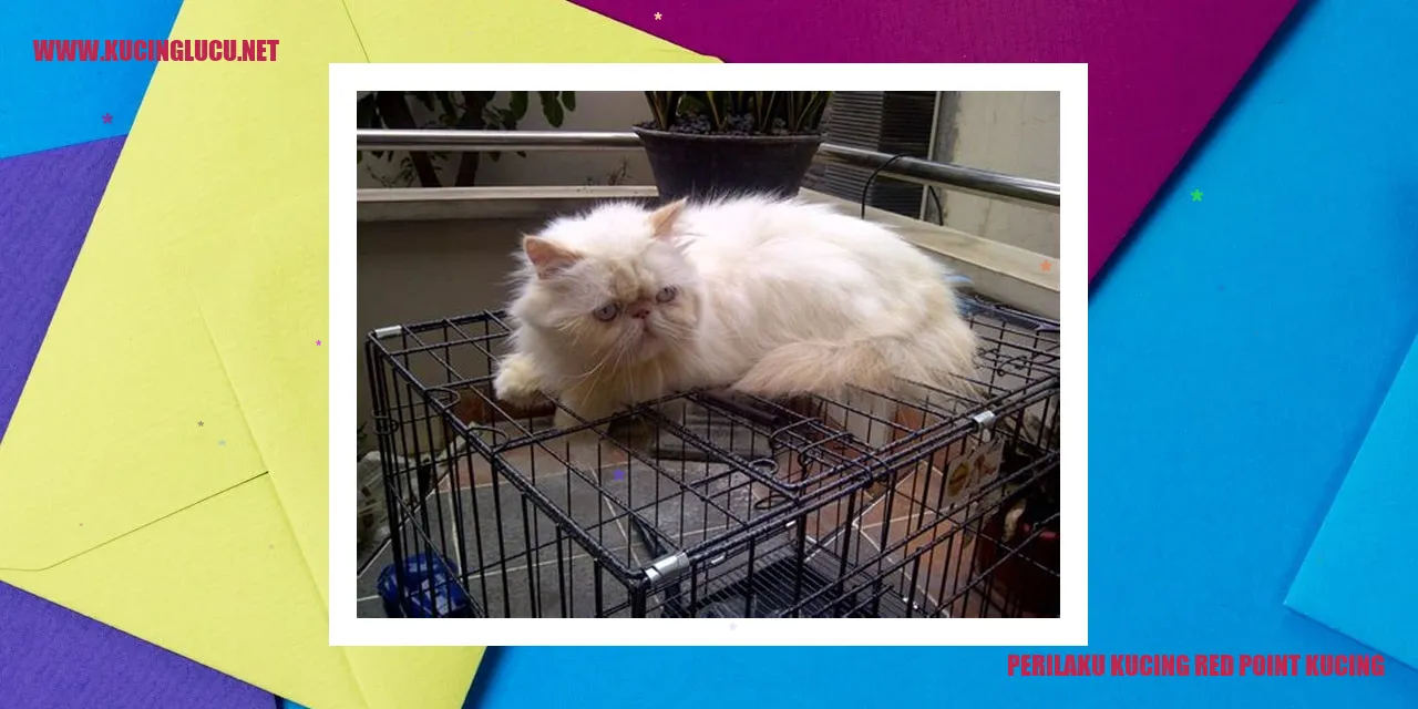 Kucing Red Point