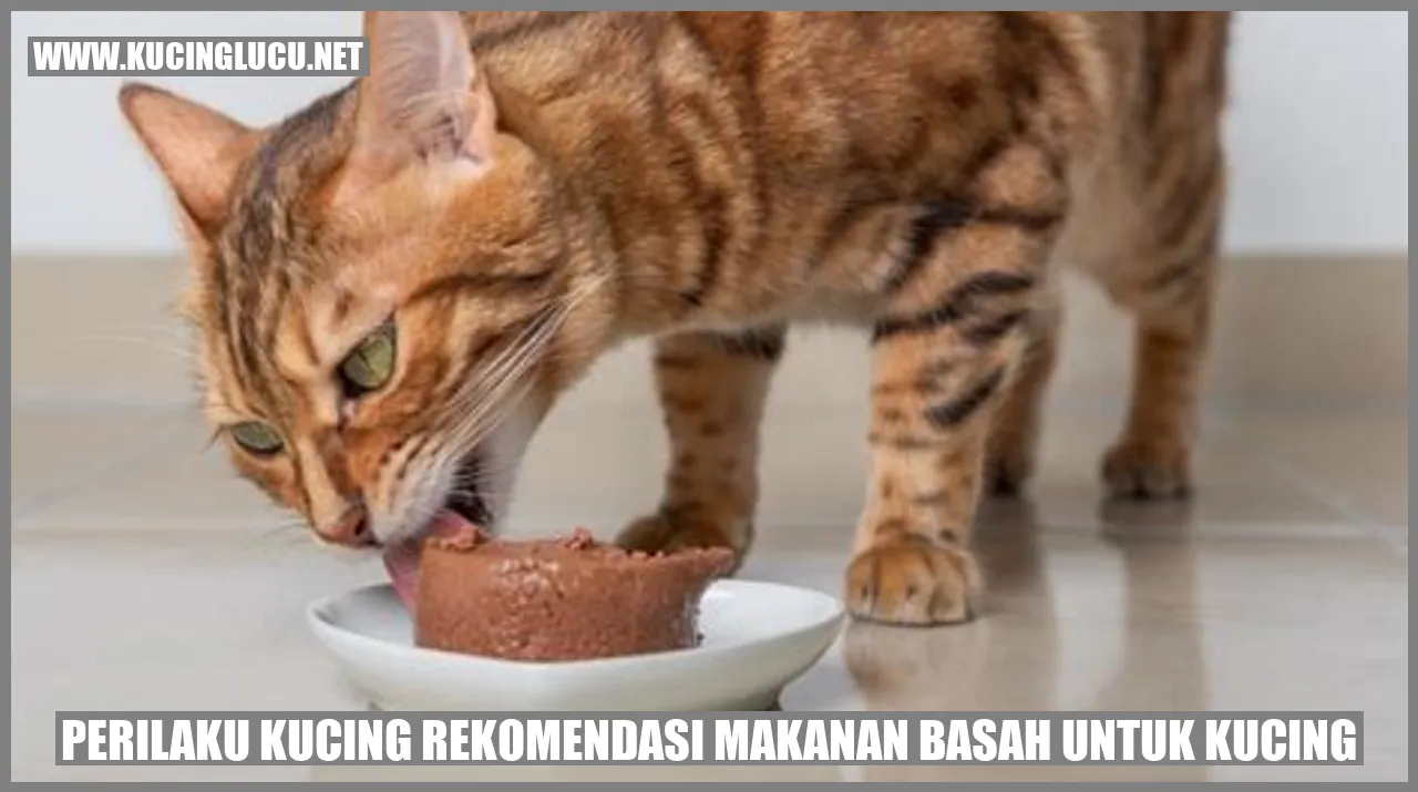 Kucing makanan basah