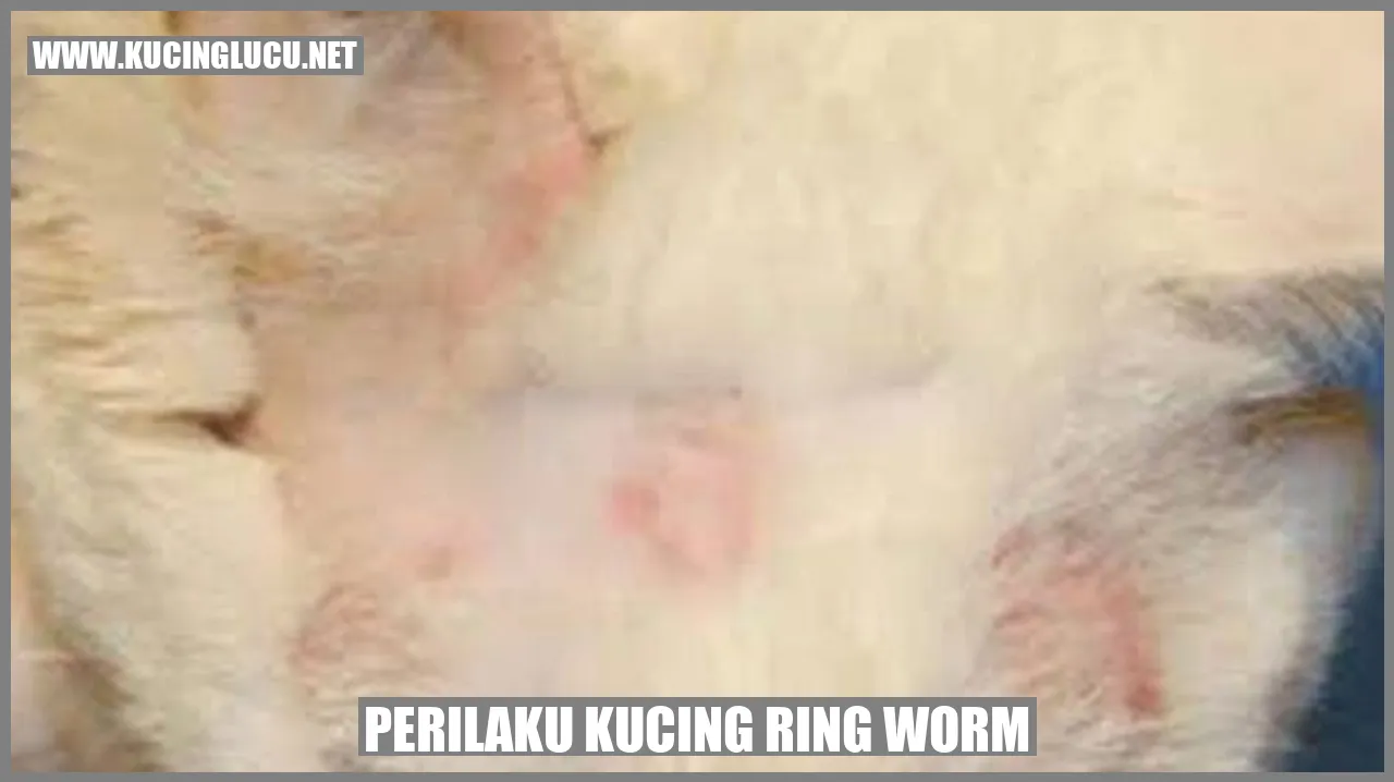 Perilaku Kucing ring worm