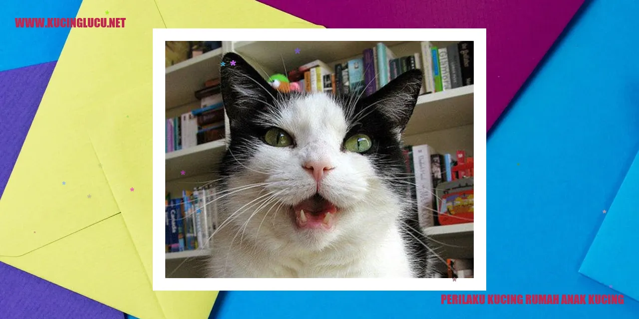 kucing rumah anak kucing