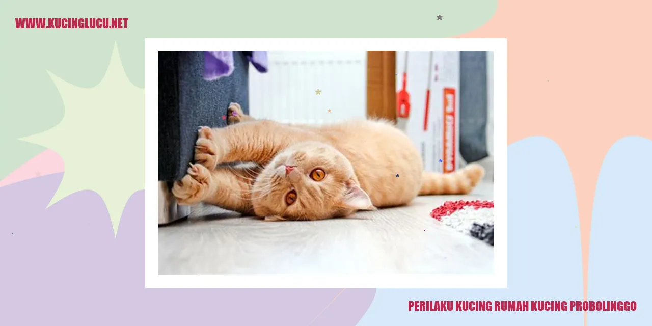 Perilaku Anak Kucing di Pemukiman Kucing Probolinggo