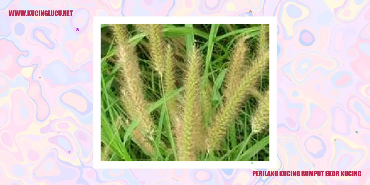 Gambar Kucing Rumput Ekor Kucing