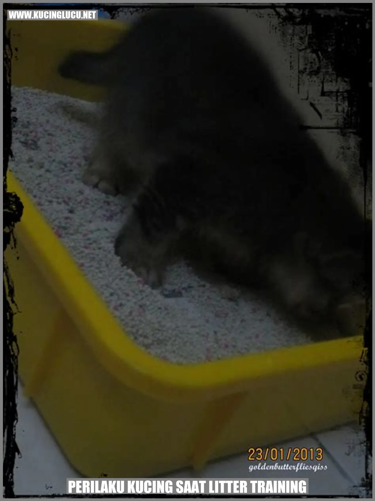 Perilaku Kucing saat Melatih Menggunakan Litter Box