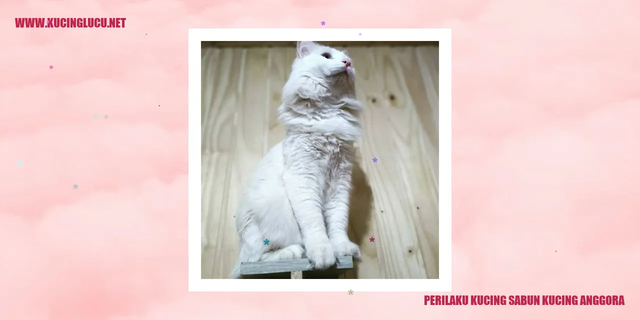 Perilaku Kucing Sabun Kucing Anggora