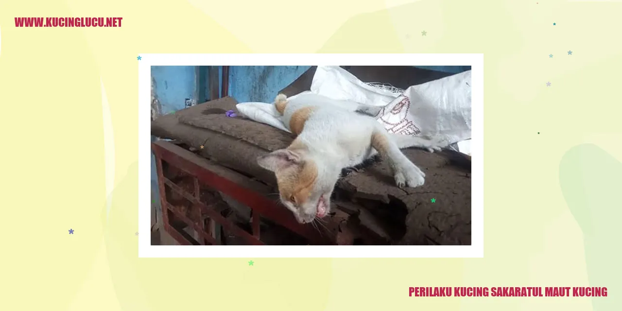 Perilaku Kucing Sakaratul Maut