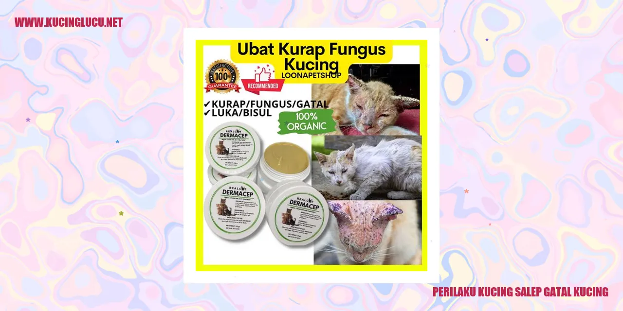 Kucing Menggunakan Salep Gatal