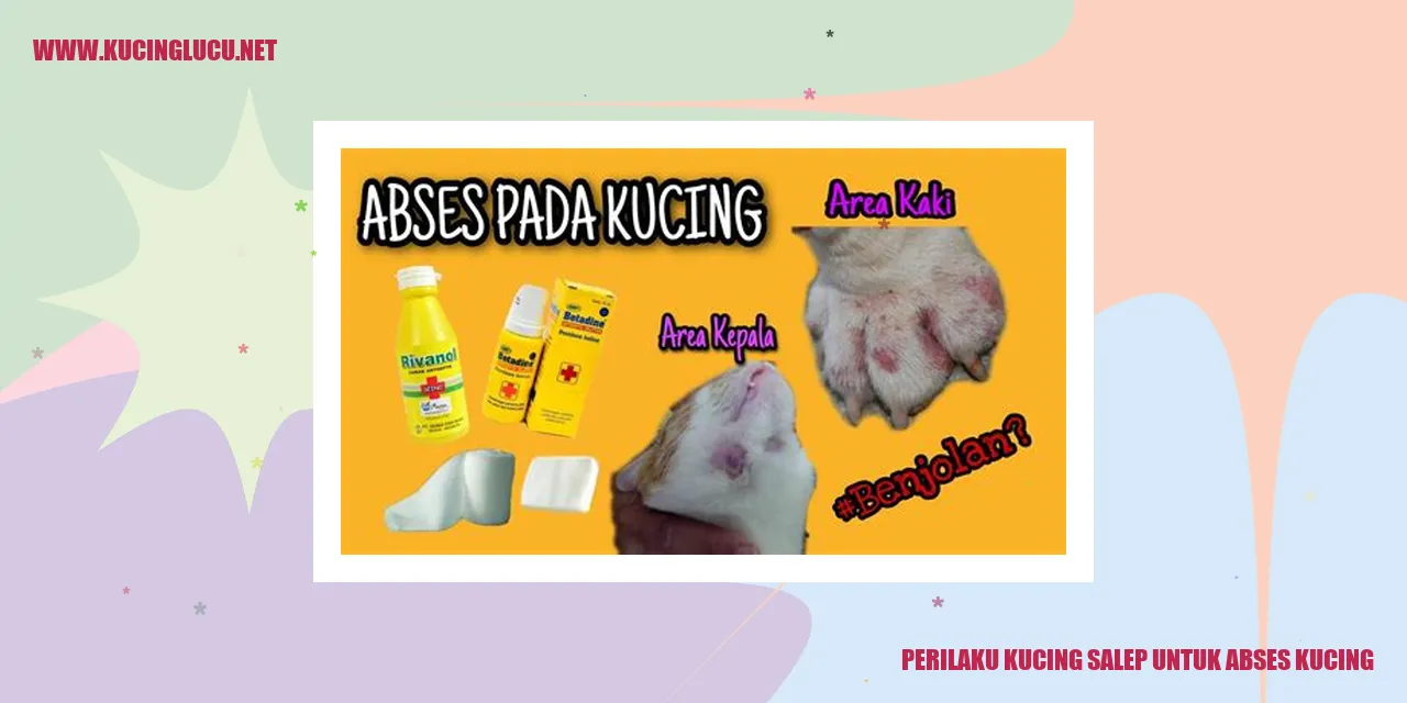 Perilaku Kucing Salep untuk Abses Kucing
