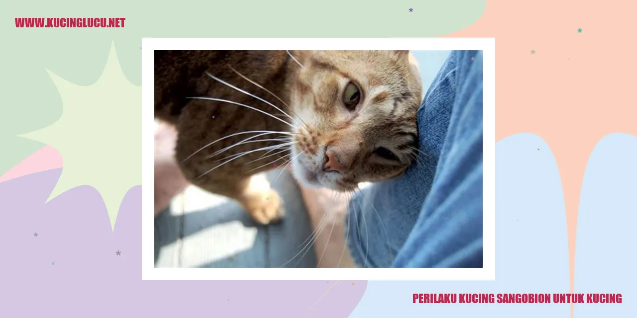 Perilaku Kucing Sangobion