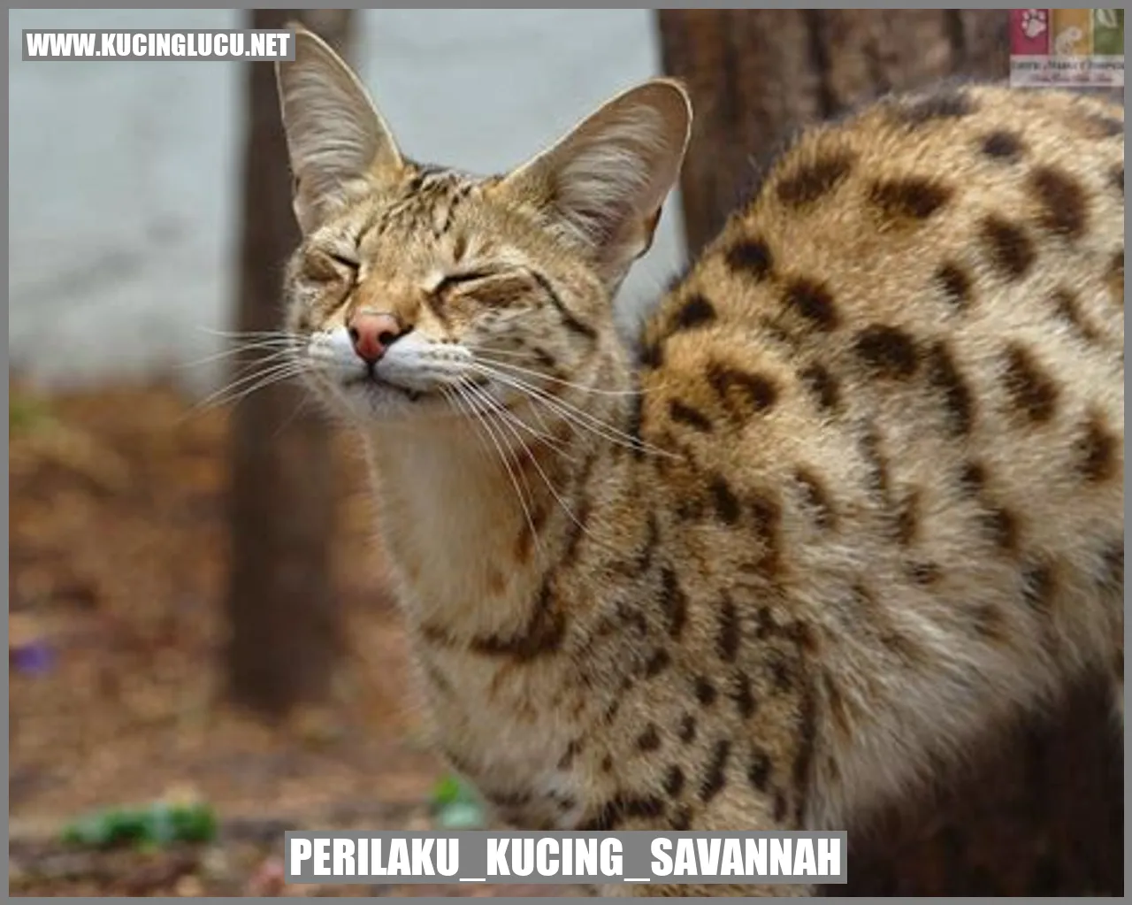 gambar kucing savannah