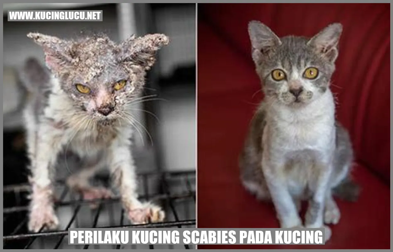 Perilaku Kucing scabies