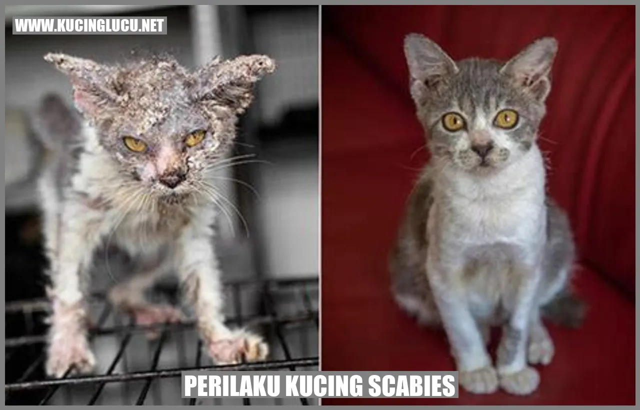 Gambar kucing scabies