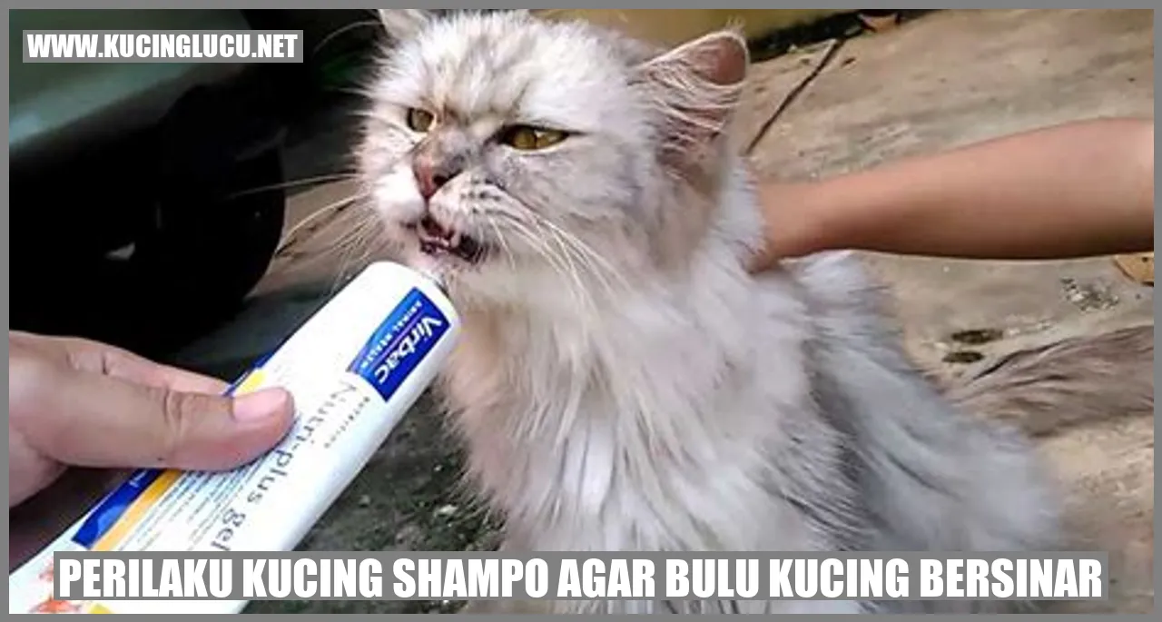Perilaku Kucing Shampo Agar Bulu Kucing Bersinar
