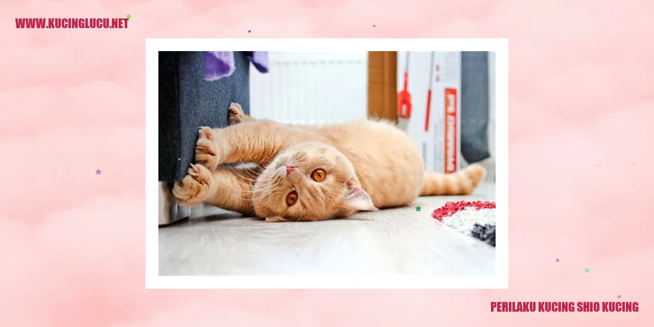 Perilaku Kucing Shio Kucing