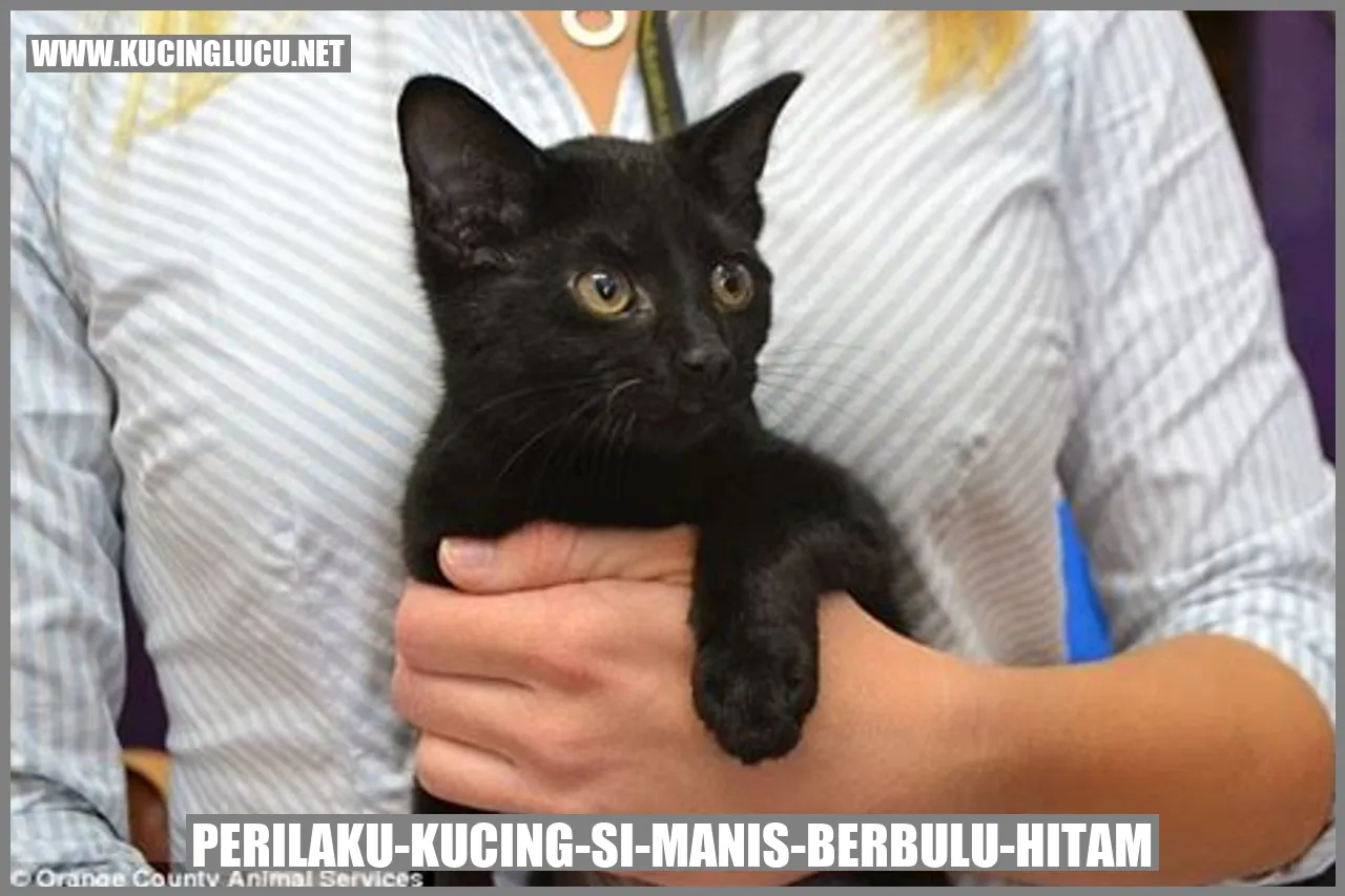 Gambar Kucing Hitam
