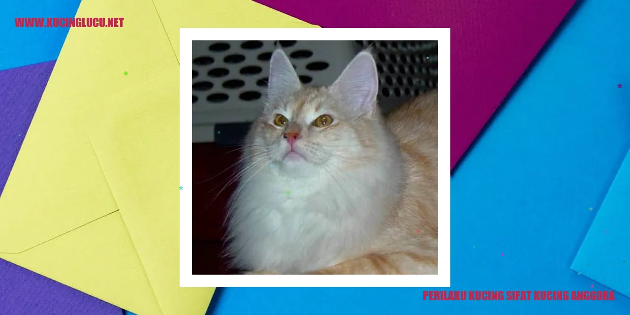 Perilaku Kucing Anggora