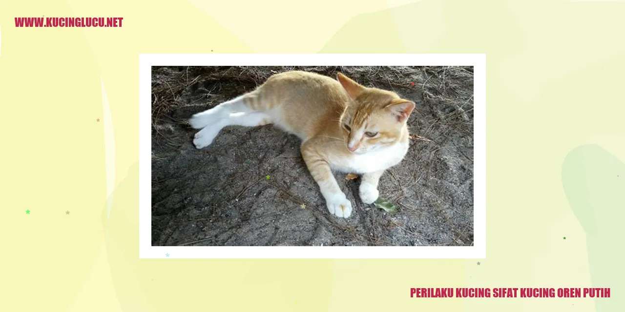 Kucing Oren Putih