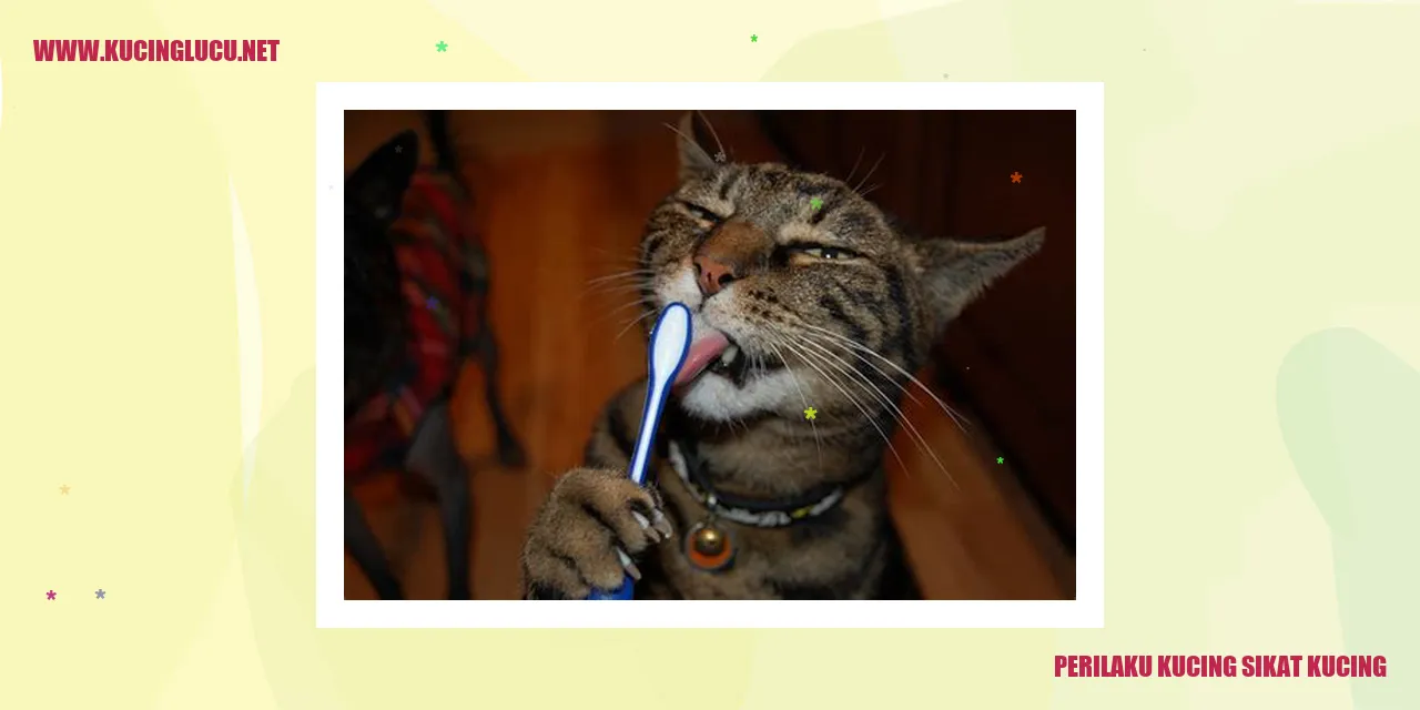 gambar kucing sikat kucing
