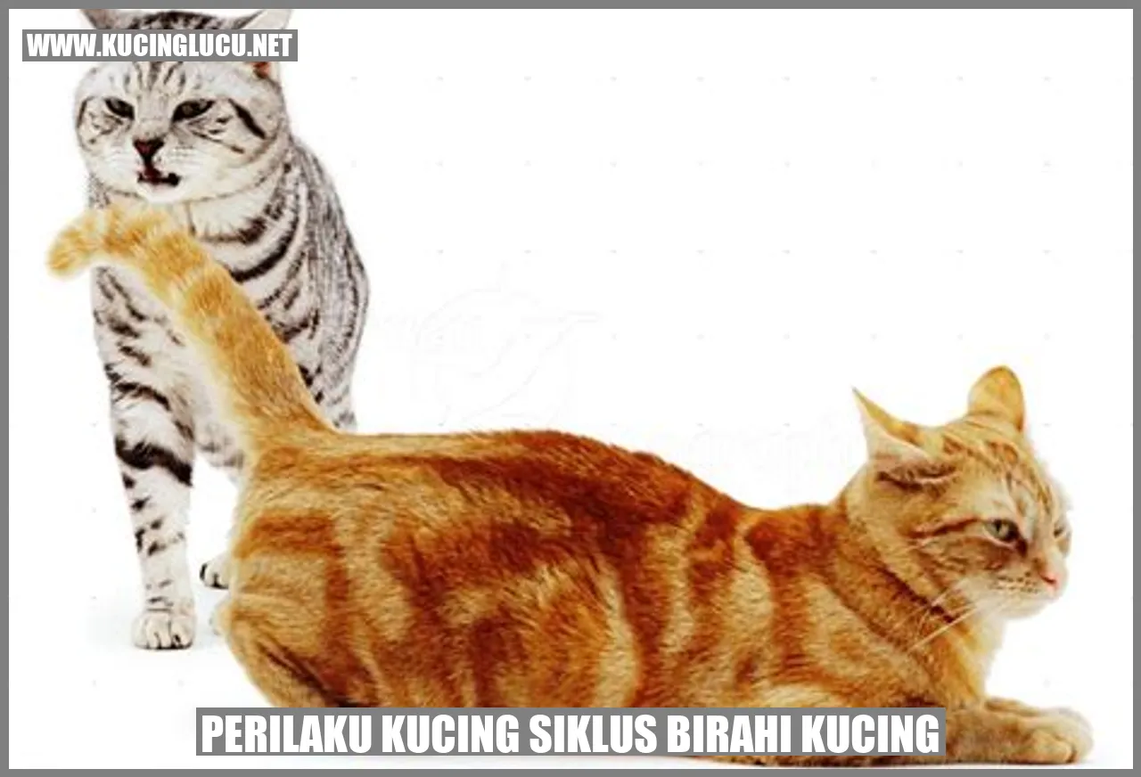 Perilaku Kucing saat Masa Kebirahian