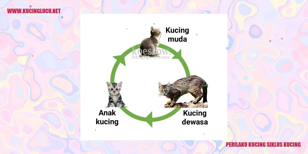 Perilaku Kucing siklus kucing